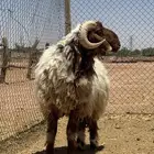 بيع الله يبارك له فحول نعيم رباع جرم طيب