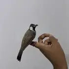 بلبول حساوي