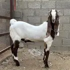 عرض تيس شامي