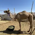 قعود معه روابط سبق