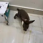 أرانب حبتين زوج