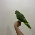 امزوني بلو فرنتد