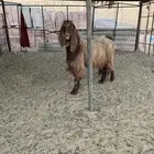 تيس فحل بحالة ممتازة