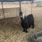 تيس فحل عارضي للبيع