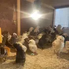 صوص العمر يومين