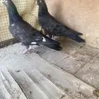 حمام بكستاني رام