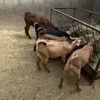 تيوس للبيع