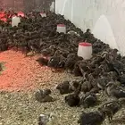 صيصان فيومي