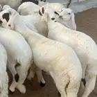 طليان سواكن مرابي جبره وفل شحم