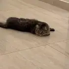 قط للتبني