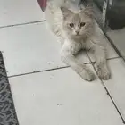 قط للتبني بمكه منقذ