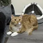 قط ذكر معقم للتبني