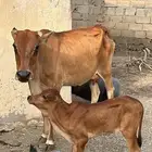 بقر مناتيج