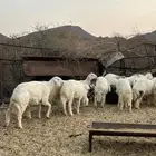 طليان للبيع