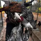 دجاج بياض رومي وبلدي وديكه للبيع