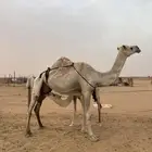 للبيع خلفه