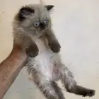 قطط هملايا بيكي فيس