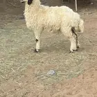 رخل للبيع