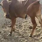 حسلان لبيع