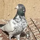 حمام باكستاني فرايد وازواج