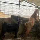 تيوس للبيع