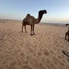 قعود اصفر منتج انتاجه طيب