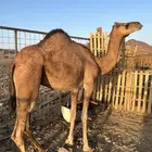 بكره