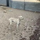 كلب سلق عرابي