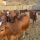 حسلان بلدي للبيع