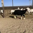 رخل نجديه