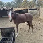 لبيع مهر سنه واخمس شهور