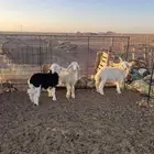 بهم حري نجدي