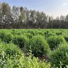 حنا ينبع النخل