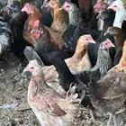 دجاج بلدي بياض