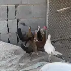 دجاج بلدي