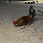 ااا