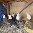 حمام لبناني
