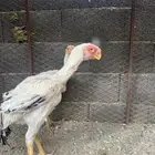 دجاج فارسي درجه اولى بعمر خمسة اشهر