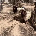 خرفان نعيم طيبة