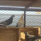 زوج حمام انجليزي