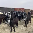 معزاء مراح خوات بعض