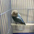 ببغاء روز مدرب اليف