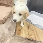 قوي لي البيع اهلا سومه