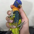 لوري