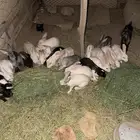 أرانب بالدي وصحه جيده