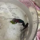 ازواج سمك فايتر منتجة اقبل البدل