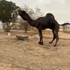 فحل ممنجهم