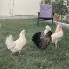 بيض دجاج زينة مخصب بإذن الله