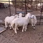 طليان حريات من انتاج المراح