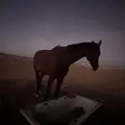حصان انجليزي